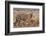 Royal Bengal Tiger in Grassland, Tadoba Andheri Tiger Reserve, India-Jagdeep Rajput-Framed Photographic Print