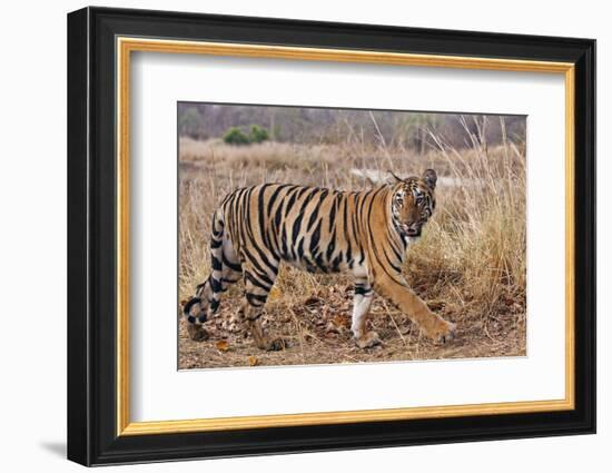 Royal Bengal Tiger in Grassland, Tadoba Andheri Tiger Reserve, India-Jagdeep Rajput-Framed Photographic Print