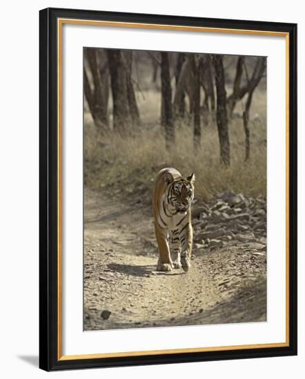 Royal Bengal Tiger, Ranthambhor National Park, India-Jagdeep Rajput-Framed Photographic Print