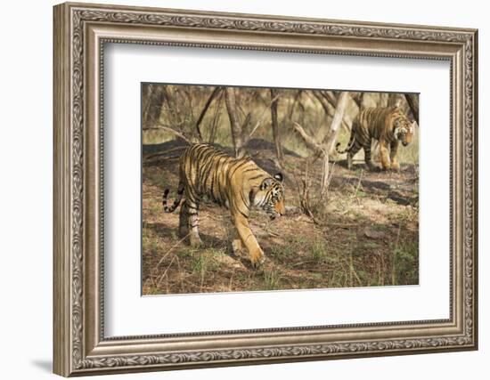 Royal Bengal Tiger (Tigris Tigris) Cubs, Ranthambhore, Rajasthan, India-Janette Hill-Framed Photographic Print