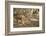 Royal Bengal Tiger (Tigris Tigris) Cubs, Ranthambhore, Rajasthan, India-Janette Hill-Framed Photographic Print