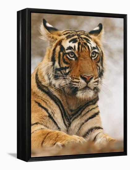 Royal Bengal Tiger Watching, Ranthambhor National Park, India-Jagdeep Rajput-Framed Premier Image Canvas