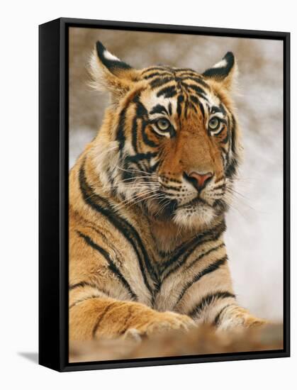 Royal Bengal Tiger Watching, Ranthambhor National Park, India-Jagdeep Rajput-Framed Premier Image Canvas