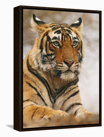 Royal Bengal Tiger Watching, Ranthambhor National Park, India-Jagdeep Rajput-Framed Premier Image Canvas