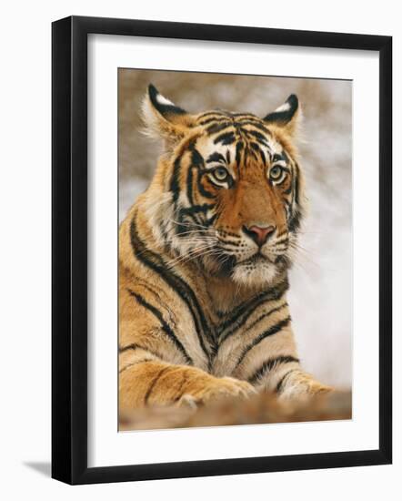 Royal Bengal Tiger Watching, Ranthambhor National Park, India-Jagdeep Rajput-Framed Photographic Print