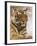 Royal Bengal Tiger Watching, Ranthambhor National Park, India-Jagdeep Rajput-Framed Photographic Print