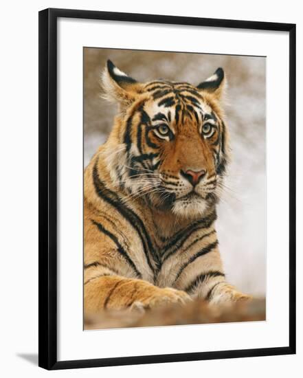 Royal Bengal Tiger Watching, Ranthambhor National Park, India-Jagdeep Rajput-Framed Photographic Print