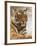 Royal Bengal Tiger Watching, Ranthambhor National Park, India-Jagdeep Rajput-Framed Photographic Print