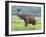 Royal Bengal Tiger Watching, Ranthambhor National Park, India-Jagdeep Rajput-Framed Photographic Print