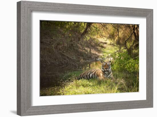 Royal Bengal Tiger-Janette Hill-Framed Photographic Print