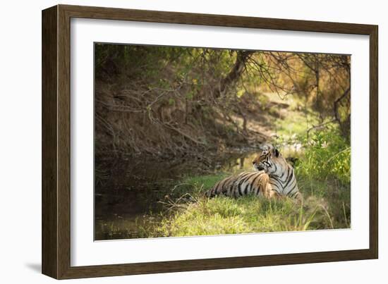 Royal Bengal Tiger-Janette Hill-Framed Photographic Print