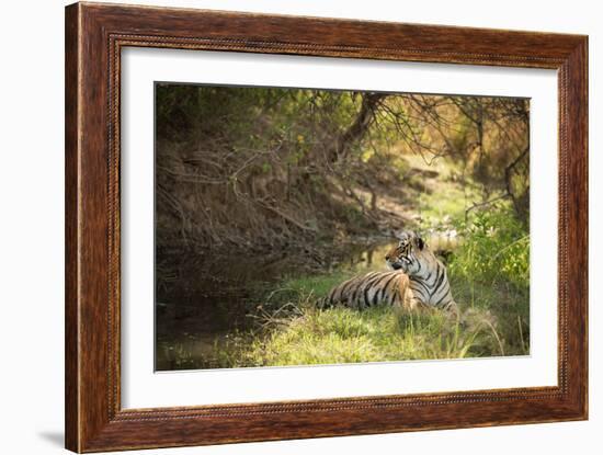 Royal Bengal Tiger-Janette Hill-Framed Photographic Print