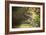 Royal Bengal Tiger-Janette Hill-Framed Photographic Print