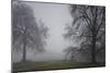 Royal Botanic Gardens, Kew, London. Palm House Obscured by Fog with Winter Trees-Richard Bryant-Mounted Photographic Print