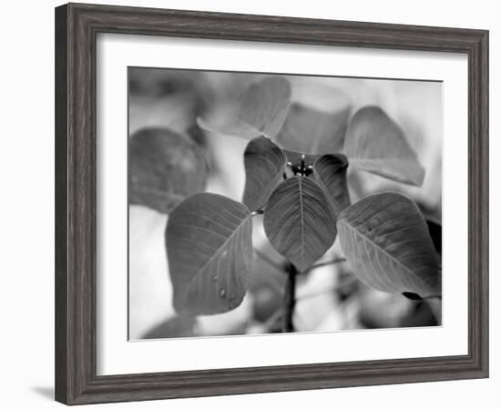 Royal Burgundy Leaves I-Nicole Katano-Framed Photo