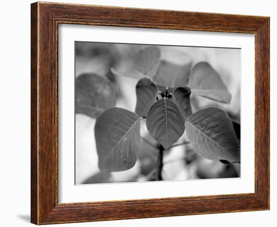 Royal Burgundy Leaves I-Nicole Katano-Framed Photo