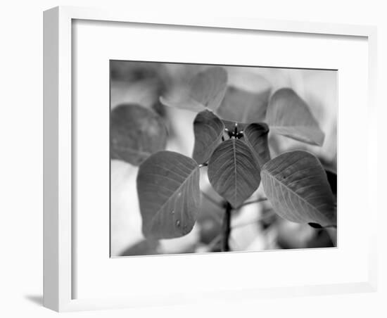 Royal Burgundy Leaves I-Nicole Katano-Framed Photo