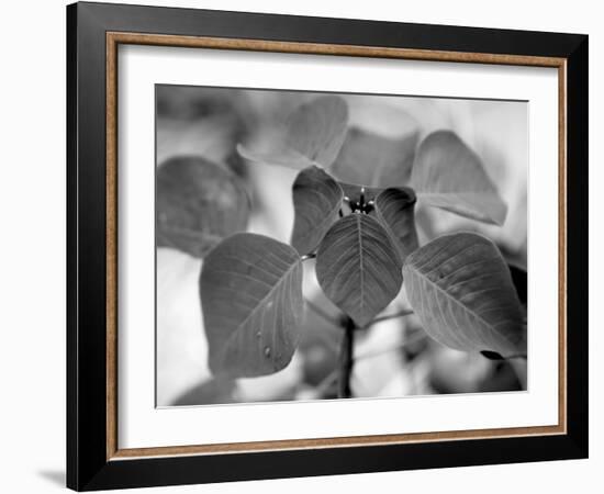 Royal Burgundy Leaves I-Nicole Katano-Framed Photo