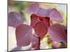 Royal Burgundy Leaves I-Nicole Katano-Mounted Photo