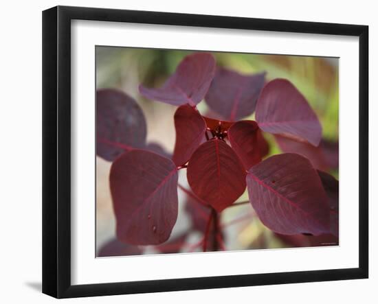 Royal Burgundy Leaves II-Nicole Katano-Framed Photo