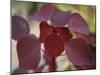 Royal Burgundy Leaves II-Nicole Katano-Mounted Photo