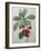 Royal Cherry-Pierre-Joseph Redoute-Framed Art Print