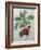 Royal Cherry-Pierre-Joseph Redoute-Framed Art Print