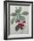 Royal Cherry-Pierre-Joseph Redoute-Framed Art Print