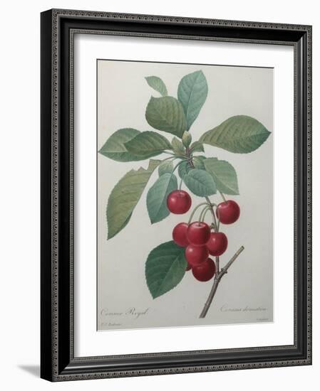 Royal Cherry-Pierre-Joseph Redoute-Framed Art Print