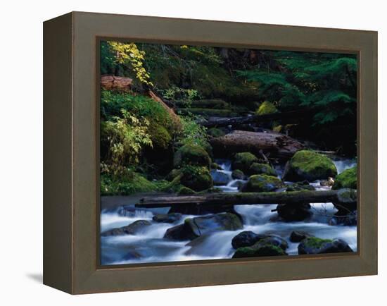 Royal Creek, OR-Frank Staub-Framed Premier Image Canvas