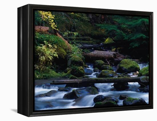 Royal Creek, OR-Frank Staub-Framed Premier Image Canvas