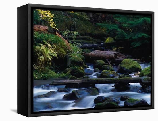 Royal Creek, OR-Frank Staub-Framed Premier Image Canvas