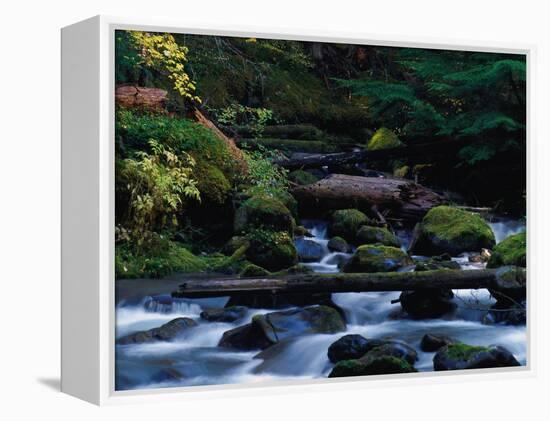 Royal Creek, OR-Frank Staub-Framed Premier Image Canvas