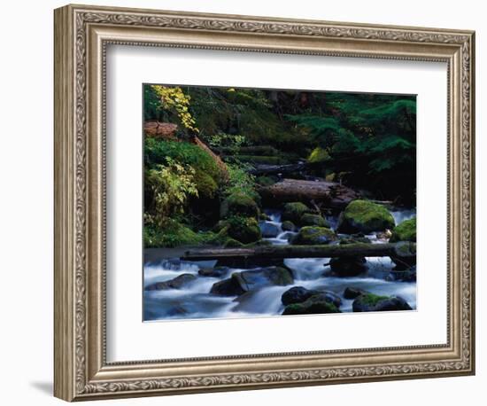 Royal Creek, OR-Frank Staub-Framed Photographic Print