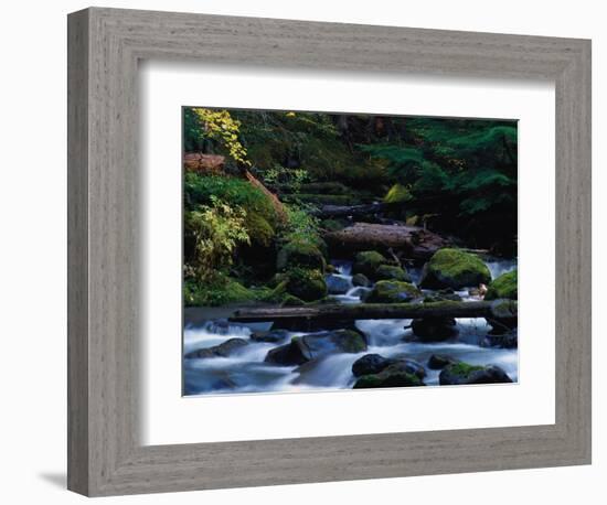 Royal Creek, OR-Frank Staub-Framed Photographic Print