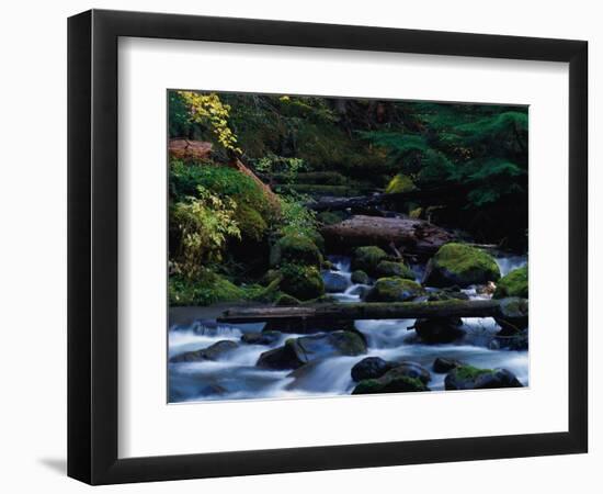 Royal Creek, OR-Frank Staub-Framed Photographic Print