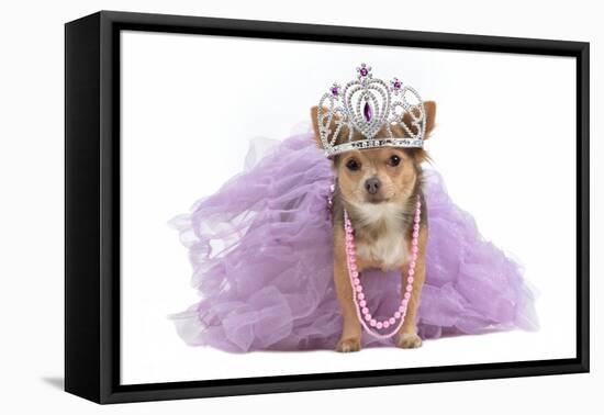 Royal Dog With Crown Isolated-vitalytitov-Framed Premier Image Canvas