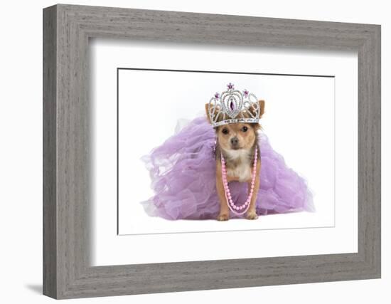 Royal Dog With Crown Isolated-vitalytitov-Framed Photographic Print