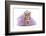 Royal Dog With Crown Isolated-vitalytitov-Framed Photographic Print