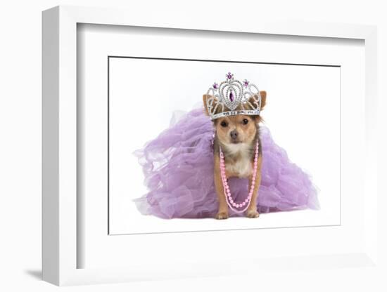 Royal Dog With Crown Isolated-vitalytitov-Framed Photographic Print