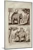 Royal Elephants, from 'Voyage Du Siam Des Peres Jesuites' by Guy Tachard, 1688-null-Mounted Giclee Print