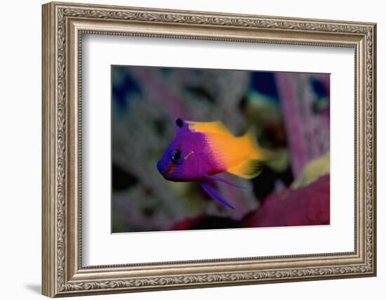 Royal Gramma or Fairy Basslet. (Gramma Loreto) Caribbean-Reinhard Dirscherl-Framed Photographic Print