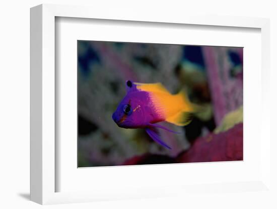 Royal Gramma or Fairy Basslet. (Gramma Loreto) Caribbean-Reinhard Dirscherl-Framed Photographic Print