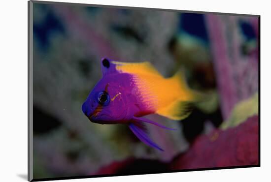 Royal Gramma or Fairy Basslet. (Gramma Loreto) Caribbean-Reinhard Dirscherl-Mounted Photographic Print