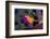 Royal Gramma or Fairy Basslet. (Gramma Loreto) Caribbean-Reinhard Dirscherl-Framed Photographic Print