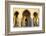 Royal Guard on Duty at Mausoleum of Mohammed V, Rabat, Morocco, North Africa, Africa-Neil Farrin-Framed Photographic Print