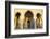 Royal Guard on Duty at Mausoleum of Mohammed V, Rabat, Morocco, North Africa, Africa-Neil Farrin-Framed Photographic Print