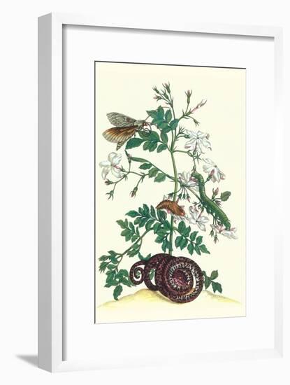 Royal Jasmine with an Amazon Tree Boa and an Ello Sphinx Moth-Maria Sibylla Merian-Framed Art Print