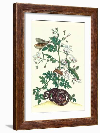 Royal Jasmine with an Amazon Tree Boa and an Ello Sphinx Moth-Maria Sibylla Merian-Framed Art Print