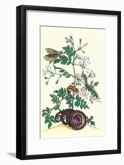 Royal Jasmine with an Amazon Tree Boa and an Ello Sphinx Moth-Maria Sibylla Merian-Framed Art Print